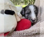 Small #9 Goldendoodle