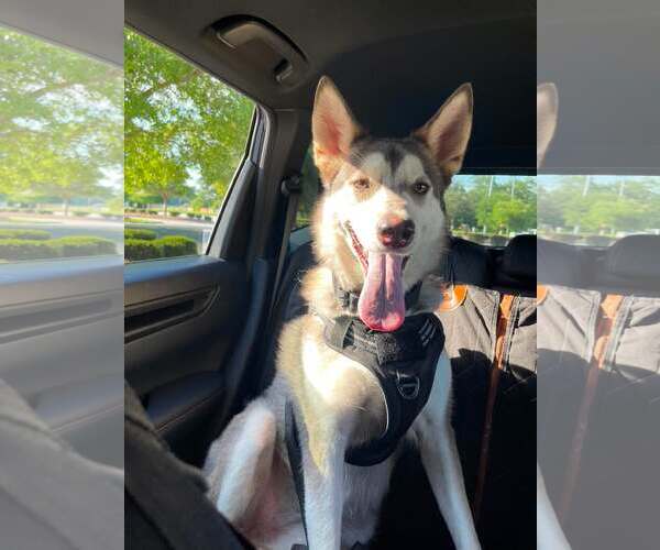 Medium Photo #1 Mutt Puppy For Sale in Shelburne, VT, USA