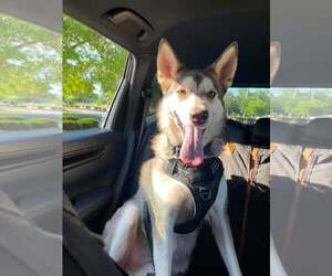 Mutt Dogs for adoption in Shelburne, VT, USA
