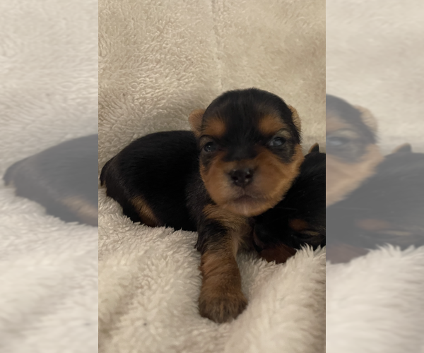 Medium Photo #1 Yorkshire Terrier Puppy For Sale in SOUTH WALTHAM, MA, USA