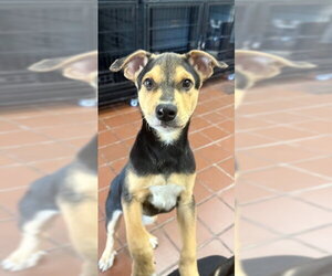 Labrador Retriever-Unknown Mix Dogs for adoption in Jefferson, NJ, USA