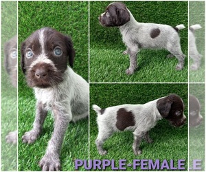 German Wirehaired Pointer Puppy for sale in SPRING HILL, FL, USA