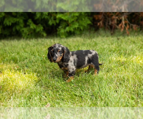 Medium Photo #4 Dachshund Puppy For Sale in MILFORD, IN, USA