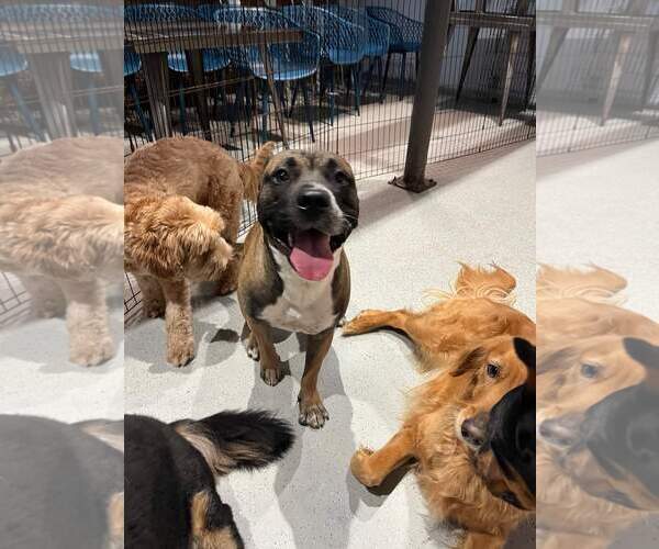 Medium Photo #34 Boxer-Unknown Mix Puppy For Sale in Holly Springs, NC, USA