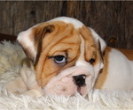 Small Photo #7 English Bulldog Puppy For Sale in VERONA, MO, USA