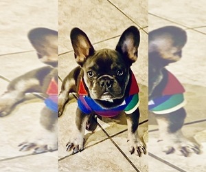 Father of the French Bulldog puppies born on 08/26/2025