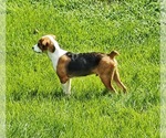 Small #9 Australian Shepherd Mix