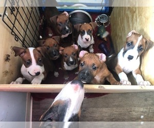 Boxer-Bull Terrier Mix Puppy for sale in YONKERS, NY, USA
