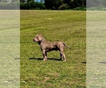 Small Photo #1 American Bully Puppy For Sale in CLOVER, SC, USA