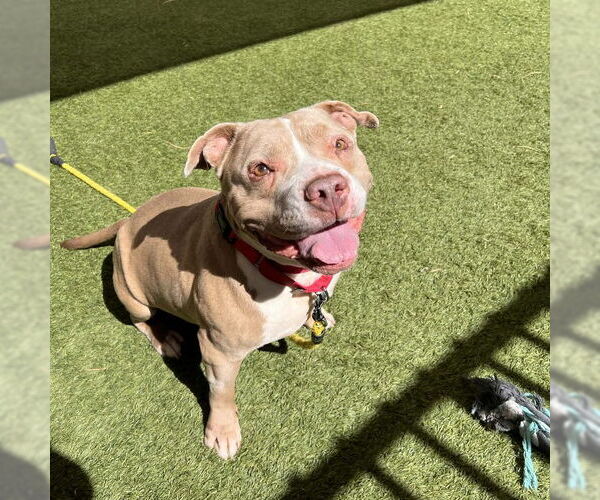 Medium Photo #2 Mutt Puppy For Sale in Las Vegas, NV, USA