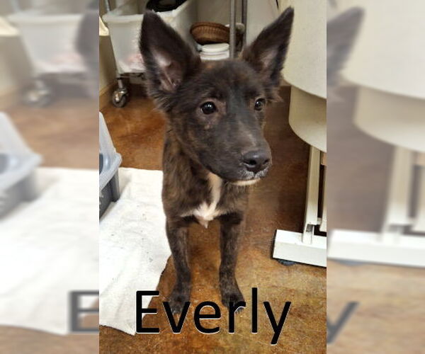 Medium Photo #1 Mutt Puppy For Sale in Mountain View, AR, USA