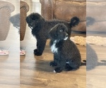Small Photo #2 Saint Berdoodle Puppy For Sale in BROWNSTOWN, IN, USA