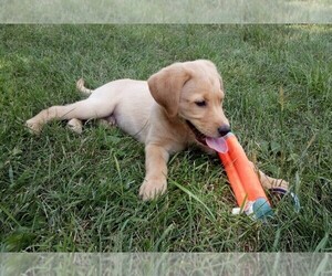 Labrador Retriever Puppy for sale in WEST CONCORD, MN, USA