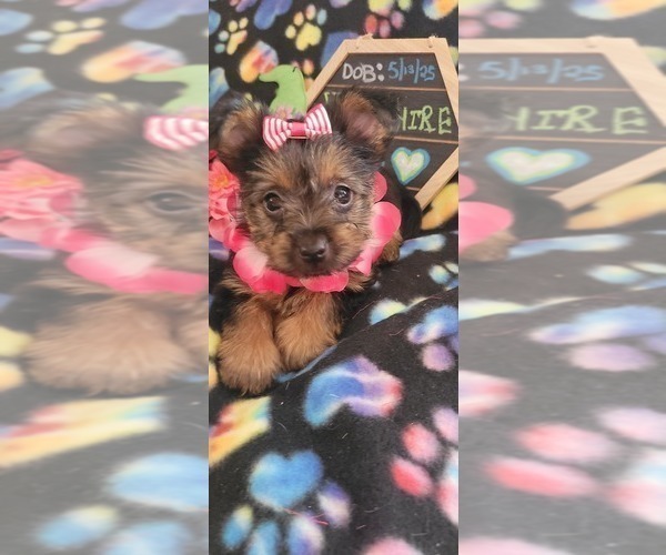 Medium Photo #3 Yorkshire Terrier Puppy For Sale in AKRON, OH, USA