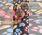 Small Photo #3 Yorkshire Terrier Puppy For Sale in AKRON, OH, USA
