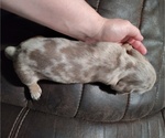Small Photo #17 Dachshund Puppy For Sale in BON AQUA, TN, USA