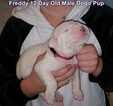 Small Photo #205 Dogo Argentino Puppy For Sale in PINEVILLE, MO, USA