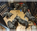 Small Photo #27 Cane Corso Puppy For Sale in JACKSON, GA, USA