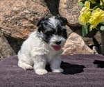Small #7 Havanese