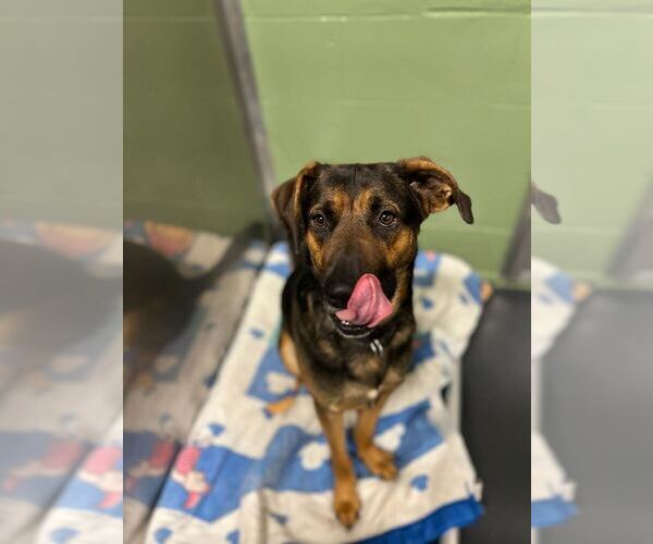 Medium Photo #5 Mutt Puppy For Sale in Elmsford, NY, USA