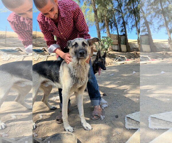 Medium Photo #1 German Shepherd Dog Puppy For Sale in Woodland, CA, USA