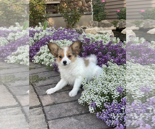 Medium Photo #5 Papillon Puppy For Sale in CANOGA, NY, USA