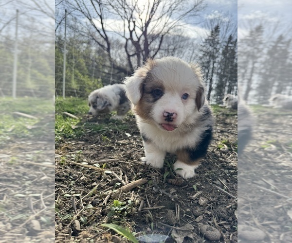Medium Photo #9 Aussie-Corgi Puppy For Sale in ESPERANCE, NY, USA