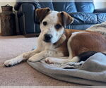 Small #5 Australian Shepherd Mix