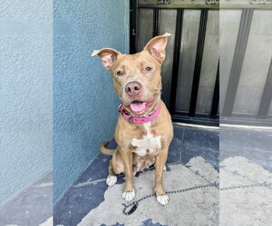 Mutt Dogs for adoption in Marina Del Rey, CA, USA