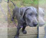 Puppy Silver OnHold Great Dane