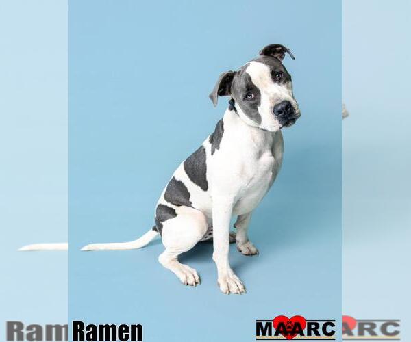 Medium Photo #6 American Pit Bull Terrier-Unknown Mix Puppy For Sale in Maryville, TN, USA