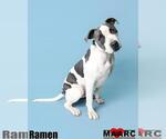 Small #5 American Pit Bull Terrier Mix