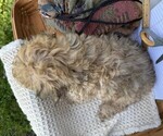 Small #3 Yorkshire Terrier
