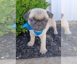 Small Photo #1 Pug Puppy For Sale in NILES, MI, USA