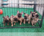 Puppy Fiona French Bulldog