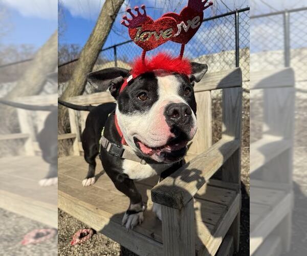 Medium Photo #3 Mutt Puppy For Sale in Elmsford, NY, USA