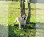 Small Photo #4 French Bulldog Puppy For Sale in ALAFAYA, FL, USA