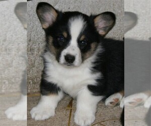 Pembroke Welsh Corgi Puppy for sale in WOODMAN, WI, USA