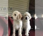 Small Photo #7 Labradoodle Puppy For Sale in FORT CALHOUN, NE, USA