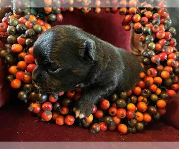 Medium Photo #3 Chihuahua Puppy For Sale in NEWVILLE, PA, USA