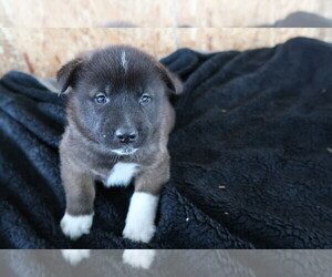 Akita Puppy for sale in THREE RIVERS, MI, USA