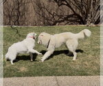Small #1 Great Pyrenees