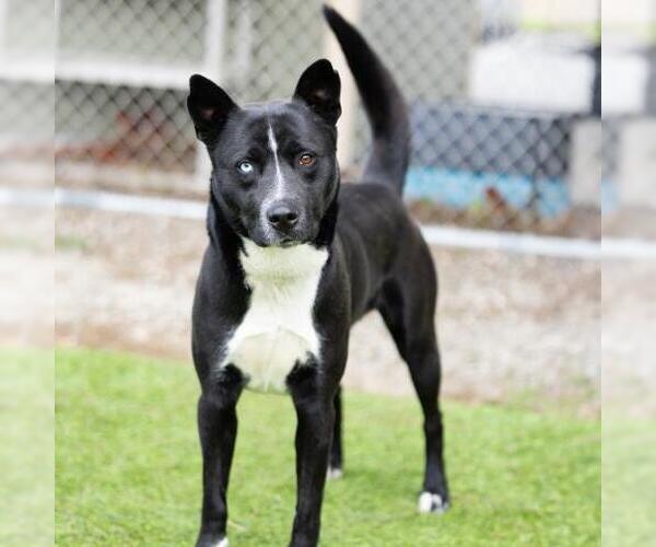 Medium Photo #1 Siberian Husky-Unknown Mix Puppy For Sale in Camarillo, CA, USA