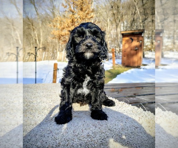 Medium Photo #2 Cavapoo (Miniature)-Saint Berdoodle Mix Puppy For Sale in MILLVILLE, MN, USA