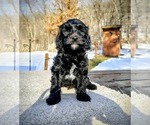 Small #1 Cavapoo (Miniature)-Saint Berdoodle Mix