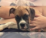 Small Photo #6 Boxer Puppy For Sale in CLAREMORE, OK, USA