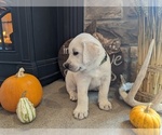 Small Photo #7 Labrador Retriever Puppy For Sale in HUTCHINSON, KS, USA
