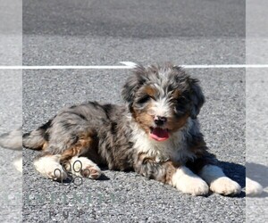 Bernedoodle (Miniature) Puppy for sale in EPHRATA, PA, USA