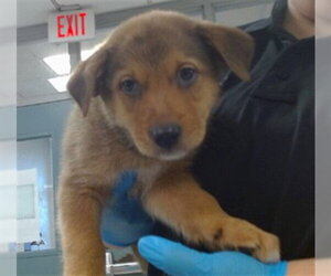 Mutt Dogs for adoption in Oklahoma City, OK, USA