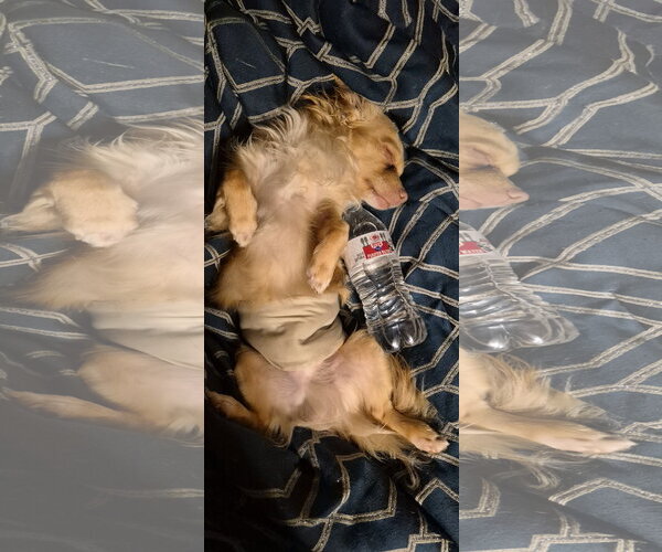 Medium Photo #4 Chiweenie Puppy For Sale in Alexandria, KY, USA